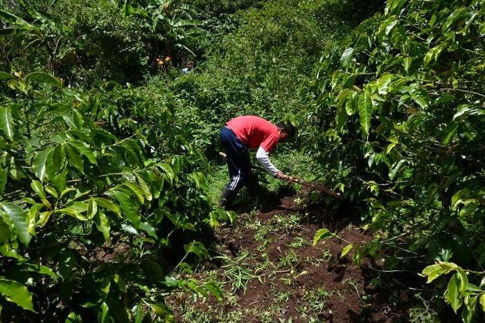 Guatemalans working on small coffee plantations are struggling to survive, all the while international businesses selling coffee are raking it in