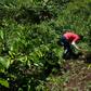 Guatemalans working on small coffee plantations are struggling to survive, all the while international businesses selling coffee are raking it in
