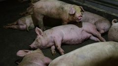 Swine fever -- fatal to wild boar and pigs but harmless to humans -- has cut a swathe through Mongolia, Vietnam, North Korea and China