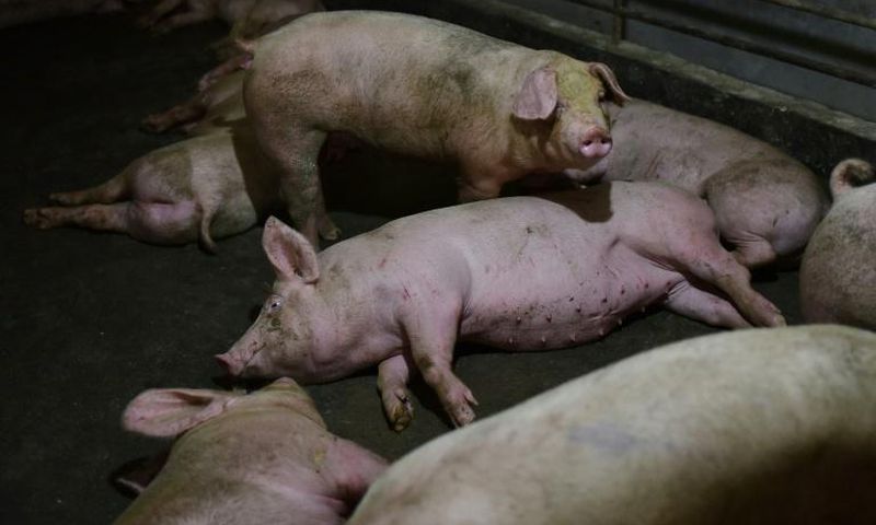 Swine fever -- fatal to wild boar and pigs but harmless to humans -- has cut a swathe through Mongolia, Vietnam, North Korea and China