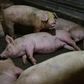 Swine fever -- fatal to wild boar and pigs but harmless to humans -- has cut a swathe through Mongolia, Vietnam, North Korea and China