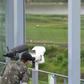 There is speculation that Americans could meet with North Koreans at the demilitarised zone dividing the North and South