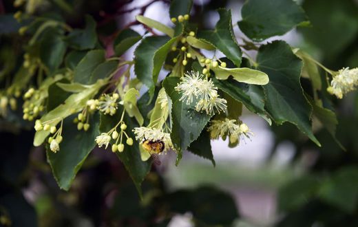 Seeking a Culprit When Bumblebee Carcasses Pile Up