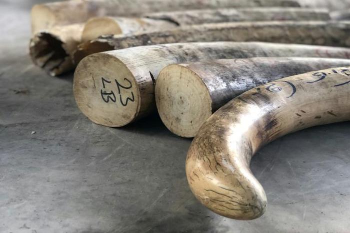 The ivory was in a container declared to be loaded with timber destined for Vietnam