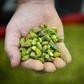 A small group of French farmers hopes to re-introduce pistachio farming in the southern Provence region