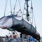 Japan last December announced it would no longer comply with a decades-old ban on commercial whaling