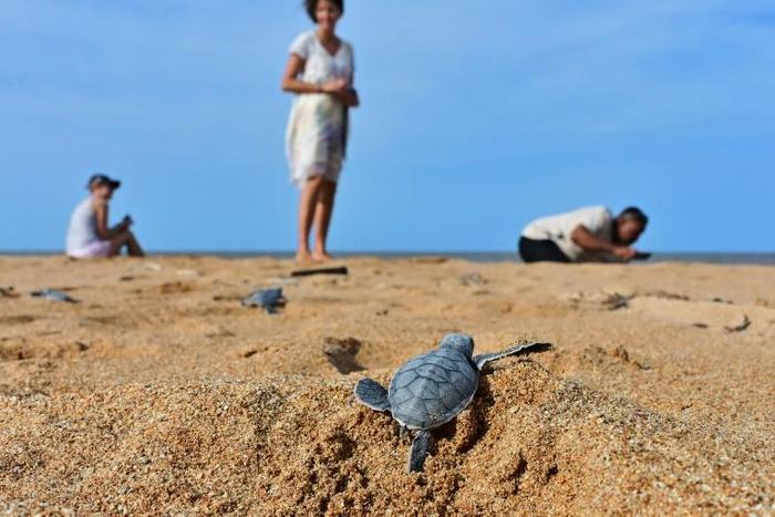 Locals fear a planned coal-fired plant threatens the pristine beauty of Kenya's Lamu archipelago, home to five species of threatened turtles