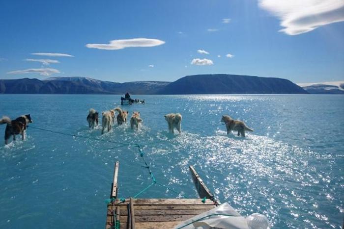 Sled dogs wade through water on melting sea ice during an expedition in North Western Greenland, as shown in this June 13, 2019 image by Steffen Olsen of the Centre for Ocean and Ice at the Danish Meteoroligical Institute