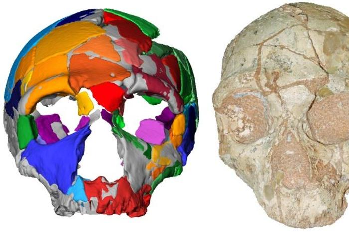 An international team of researchers used state-of-the art computer modelling and uranium dating to re-examine the two skulls