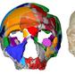 An international team of researchers used state-of-the art computer modelling and uranium dating to re-examine the two skulls