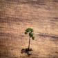 INPE is already in Brazilian President Jair Bolsonaro's crosshairs over data showing a surge in deforestation in recent months