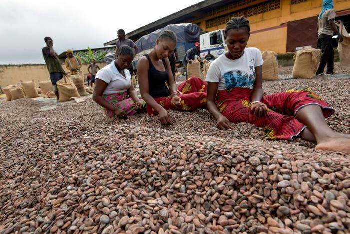 Cocoa accounts for 40 percent of Ivory Coast's exports but the country is losing out on value added by the processing and distribution sectors, the World Bank says