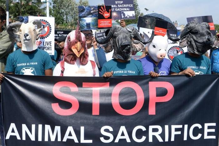 Protestors wore fake animal heads, as they chanted against a practice deeply rooted in the country's Hindu traditions