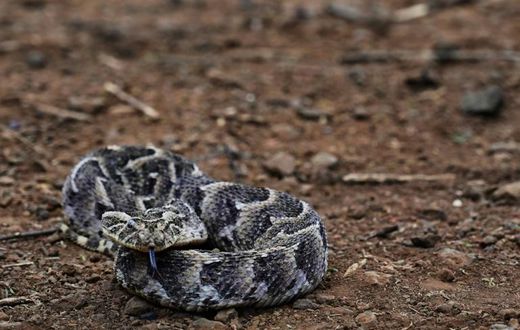 Nigeria has many snakes, including venomous vipers, spitting cobras and puff adders such as the one pictured here. It is not known what type of snake disrupted a parliament sitting in Nigeria's Ondo State