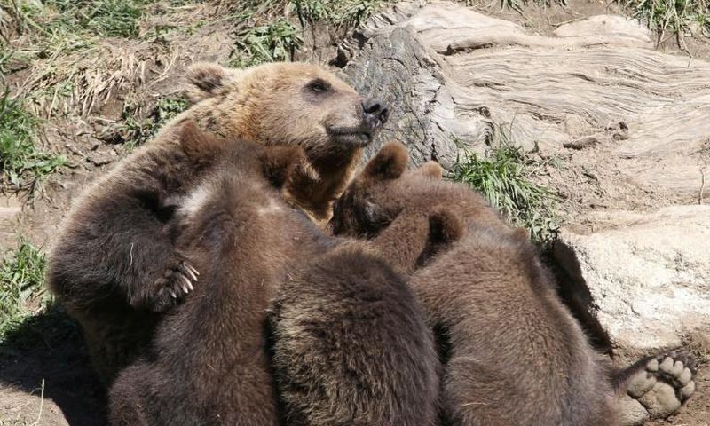 About 50 brown bears live on the French side of the Pyrenees mountains that straddle the border with Spain