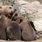 About 50 brown bears live on the French side of the Pyrenees mountains that straddle the border with Spain