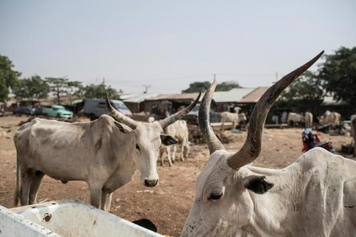Nigeria's Katsina state has been targeted by kidnappers and cattle thieves in recent months