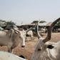 Nigeria's Katsina state has been targeted by kidnappers and cattle thieves in recent months
