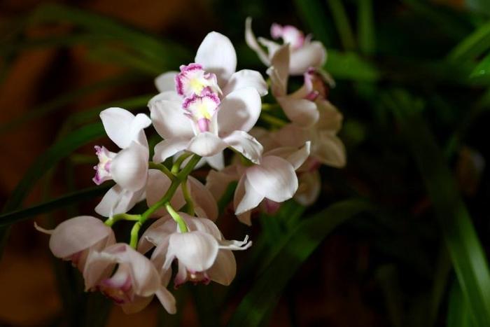 A kidnapped Austrian triathlete talked her way to freedom by complimenting her captor's orchid collection