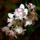 A kidnapped Austrian triathlete talked her way to freedom by complimenting her captor's orchid collection