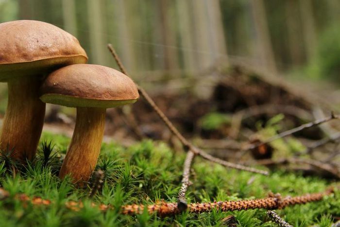 What Is Dr. Pimple Popper's Mystery Head Bump?