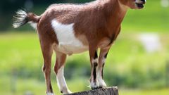 Video: Man caught on camera having sex with a goat
