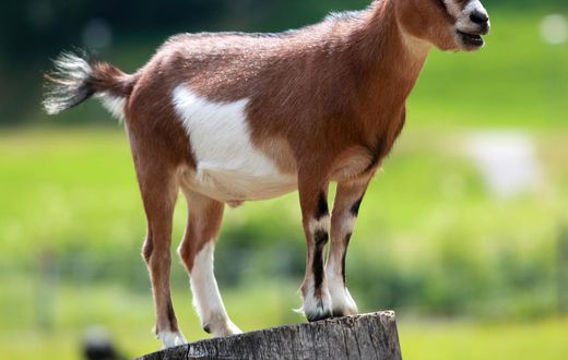 Video: Man caught on camera having sex with a goat