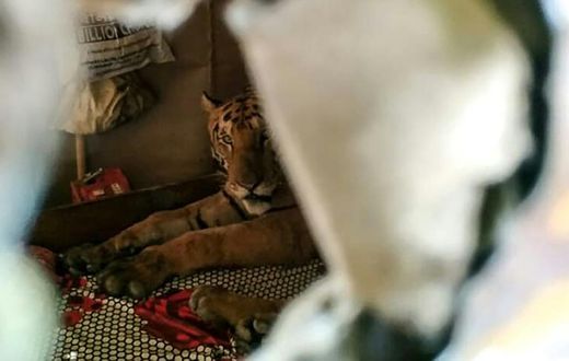 A tiger seeking refuge from flooding in India's Kaziranga National Park startled residents when it took shelter on a daybed in a shophouse in Assam state