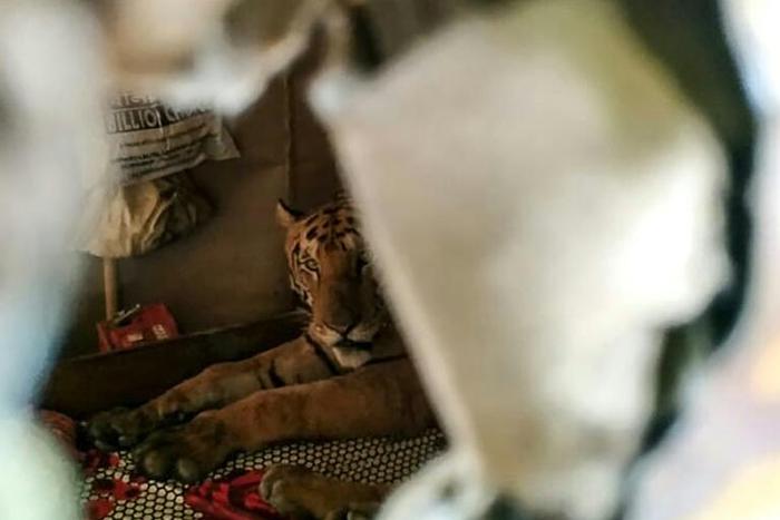 A tiger seeking refuge from flooding in India's Kaziranga National Park startled residents when it took shelter on a daybed in a shophouse in Assam state