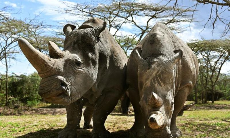 Najin and daughter Fatu are the only surviving northern white rhinos