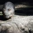 Squat and furry, wombats are small burrow-dwelling marsupials that are largely nocturnal and walk on all fours