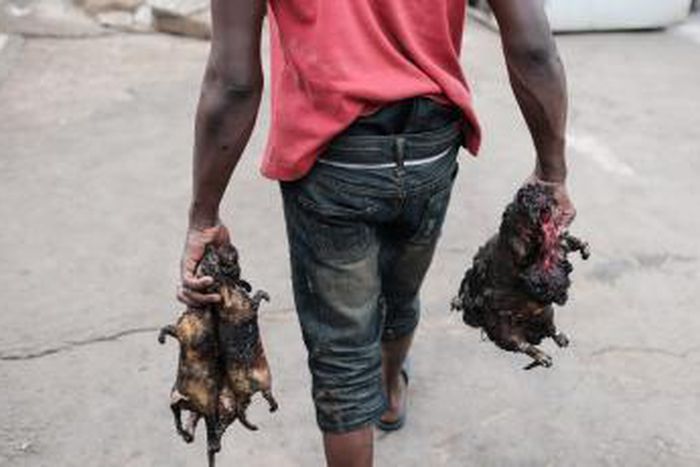 Hunters now require license to hunt ‘Akrantiɛ’ in Ghana