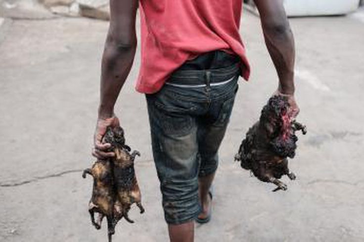 Hunters now require license to hunt ‘Akrantiɛ’ in Ghana