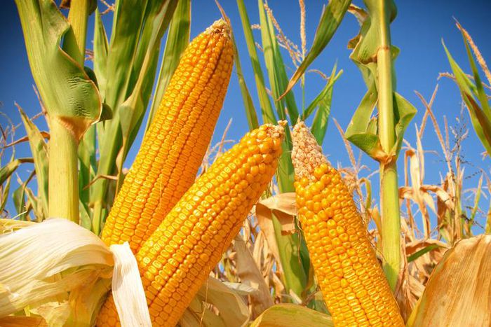 Watch the 'Toe Bro' Remove a Patient's Corns