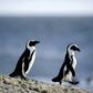 Rangers have been rescuing African penguins, like those seen here, in the shallow waters off the South African coast