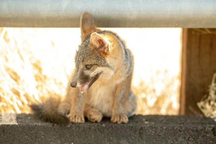 A coyote pup pants while taking cover under a side rail on the side of the road during 108-degree heat as the Carr fire rages on near Whiskeytown, California on July 27, 2018