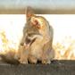 A coyote pup pants while taking cover under a side rail on the side of the road during 108-degree heat as the Carr fire rages on near Whiskeytown, California on July 27, 2018