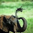 A large majority of countries voted in Geneva to ban the transfer of elephants caught in the wild to zoos