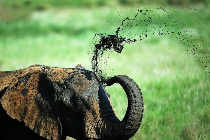 A large majority of countries voted in Geneva to ban the transfer of elephants caught in the wild to zoos