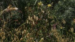 Sea Ranch, California's Modernist Utopia, Gets an Update