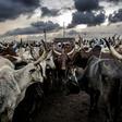 Per-capita beef consumption in Nigeria is expected to rise fourfold within a generation