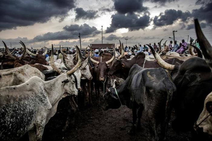 Per-capita beef consumption in Nigeria is expected to rise fourfold within a generation