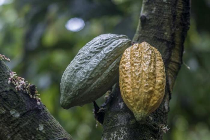 Overall, Ivory Coast produces two million tonnes of cocoa per year, but farmers earn only around $6.0 billion from a global market worth about $100 billion