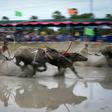 Water buffalo races traditionally mark the end of the annual rice planting