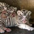 White tigers, such as these pictured in Mexico, owe their appearance to a recessive gene