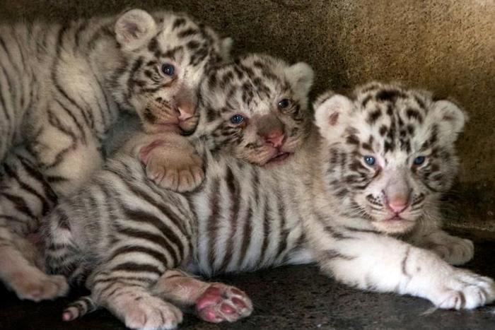White tigers, such as these pictured in Mexico, owe their appearance to a recessive gene