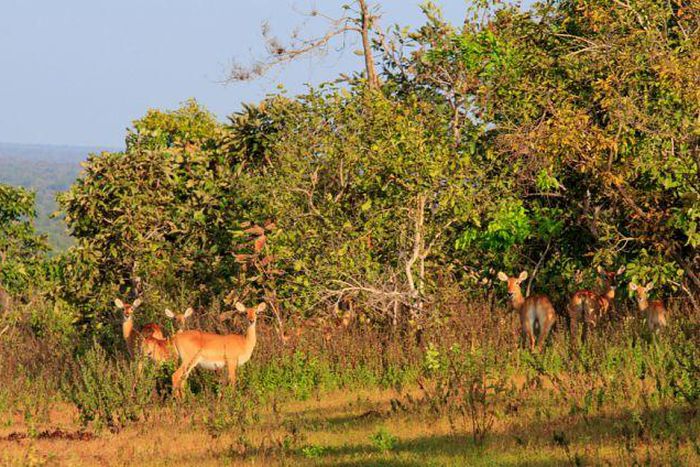 Forestry Commission announces ban on hunting, capturing of wild animals