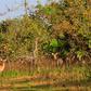 Forestry Commission announces ban on hunting, capturing of wild animals