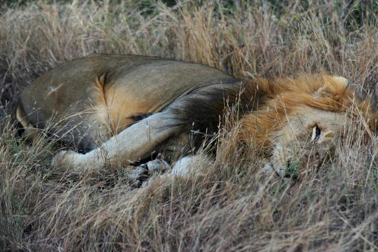 A pride of 14 lions is on the loose near a mining community bordering South Africa's Kruger National Park