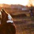 Is Losing a Pet the Same as Losing a Person?